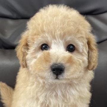 トイプードル(タイニー)【徳島県・男の子・2022年8月25日・クリーム】の写真「顔の濃い男の子❤」