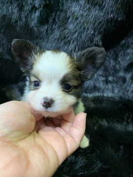 パピヨン【徳島県・男の子・2019年12月12日・白茶】の写真「1/30まで期間限定販売！可愛い❤男の子✨」