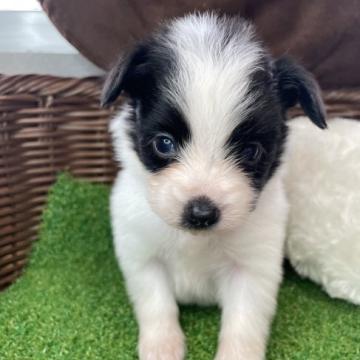 パピヨン【徳島県・男の子・2022年10月20日・ホワイト&ブラック】の写真「しっかりした性格の男の子」