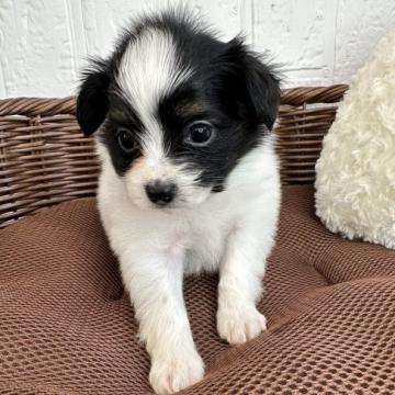 パピヨン【徳島県・男の子・2022年10月11日・ホワイト&ブラック】の写真「パッチリお目目の可愛い男の子」