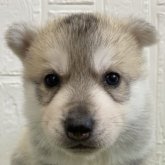 シベリアンハスキー