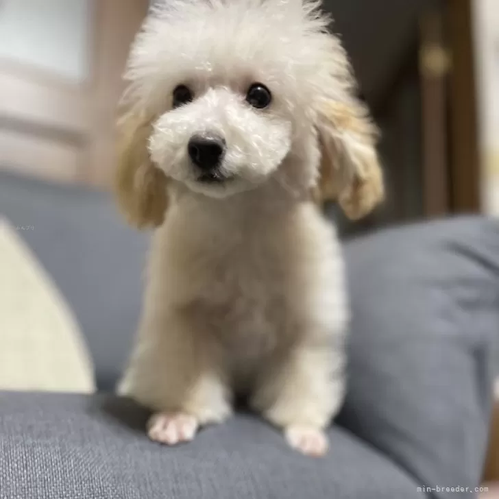 ID:2501-07184の子犬