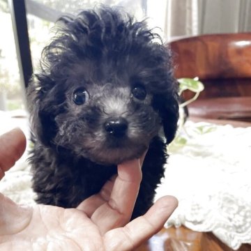 トイプードル(ティーカップ)【鹿児島県・男の子・2025年9月20日・シルバー】の写真「チビチビ可愛いお顔」