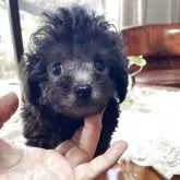 ティーカッププードル