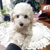 トイプードル(タイニー)