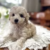 タイニープードル