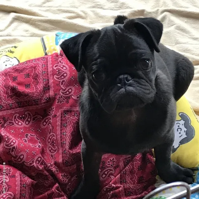 ID：1911-01723の子犬