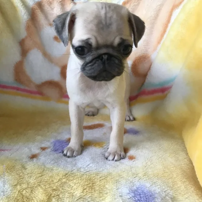 merciママ 様のお迎えした子犬