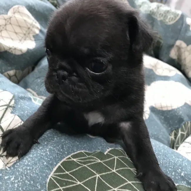 あんずパパ 様のお迎えした子犬