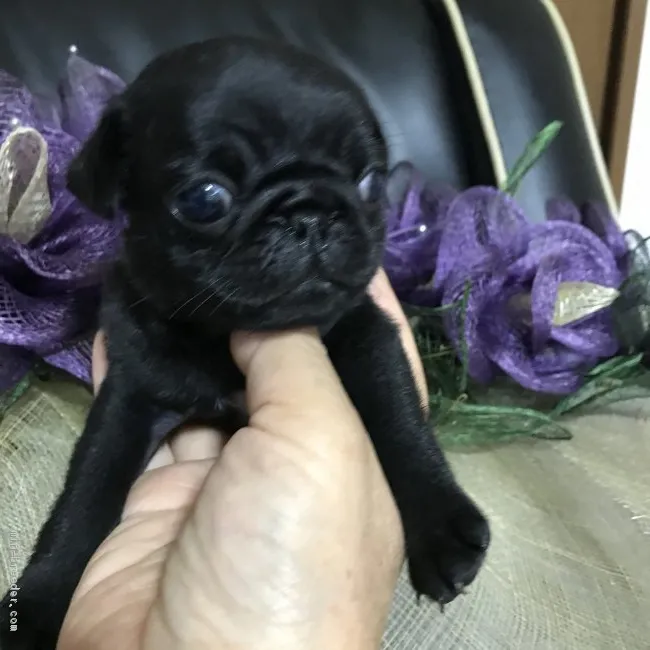 M.T 様のお迎えした子犬