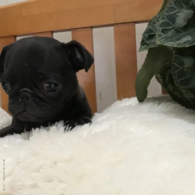 ID:1712-00565の子犬