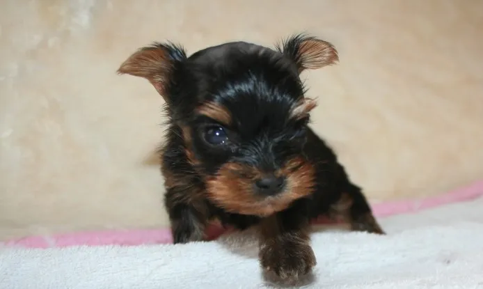 ID：1404-01366の子犬