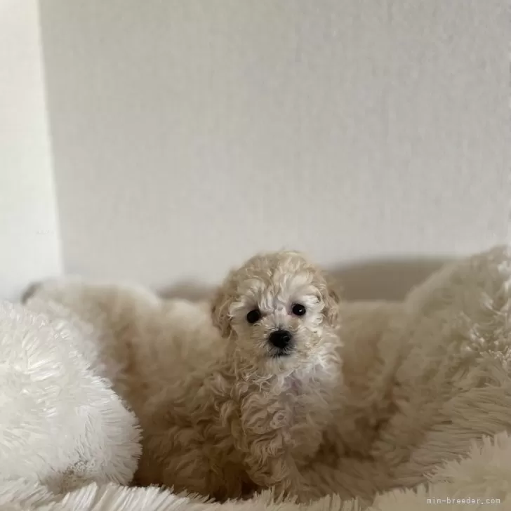 ID:2405-01751の子犬