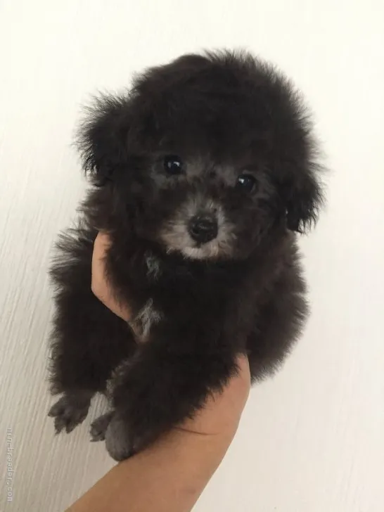 ID：1703-00908の子犬