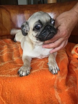 パグ【鹿児島県・男の子・2016年6月1日・フォーン】の写真「」