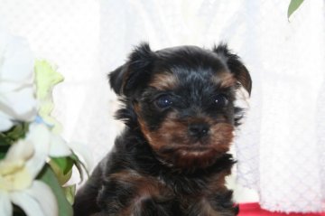 ヨークシャーテリア【鹿児島県・男の子・2013年7月28日・スチールブルータン】の写真「」