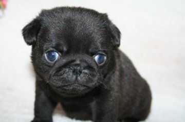 パグ【鹿児島県・男の子・2012年12月24日・ブラック】の写真「」