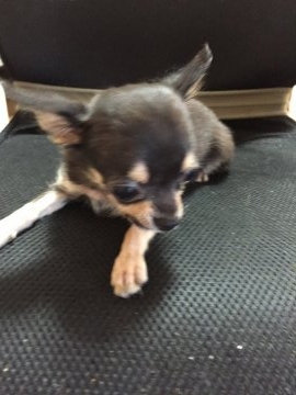 チワワ(ロング)【鹿児島県・女の子・2017年3月25日・ブラック&タン】の写真「可愛いい」