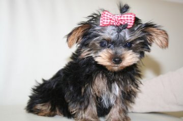 ヨークシャーテリア【鹿児島県・女の子・2014年3月26日・スチールブルー&タン】の写真「とても大人しいこです」