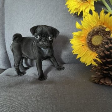 パグ【鹿児島県・女の子・2023年5月7日・ブラック】の写真「小粒ちゃん」