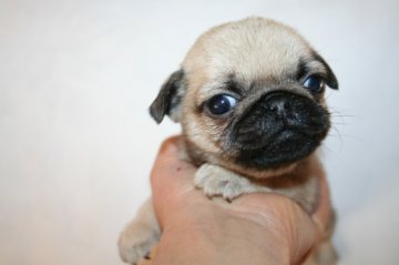 パグ【鹿児島県・女の子・2012年12月4日・フォーン】の写真「」