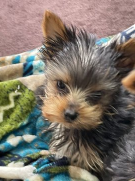 ヨークシャーテリア【鹿児島県・男の子・2021年11月11日・スティール&ブルータン】の写真「可愛いお顔のイケメン君」