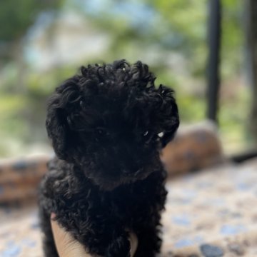 トイプードル(ティーカップ)【鹿児島県・女の子・2024年3月20日・ブラック】の写真「可愛い」