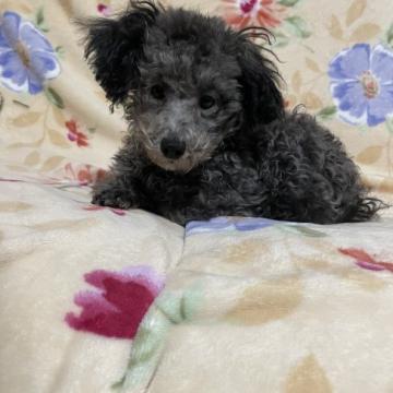 トイプードル(タイニー)【鹿児島県・男の子・2022年7月28日・シルバー】の写真「可愛い」