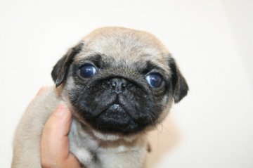 パグ【鹿児島県・男の子・2014年2月15日・フォーン】の写真「可愛い」