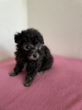 トイプードル(タイニー)【鹿児島県・女の子・2021年12月13日・シルバー】の写真「可愛い」