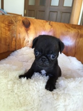 パグ【鹿児島県・女の子・2016年6月1日・ブラック】の写真「両親チャンピオン直子」