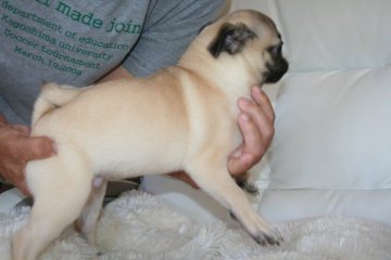 パグ【鹿児島県・男の子・2016年6月1日・フォーン】の写真「」