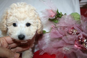 トイプードル(トイ)【鹿児島県・男の子・2012年10月28日・クリーム「】の写真「」