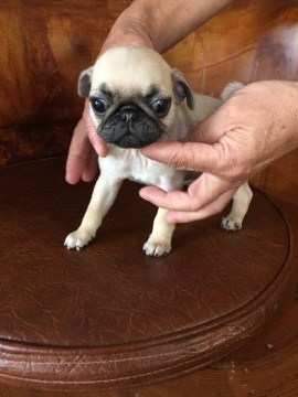 パグ【鹿児島県・女の子・2017年5月5日・フォーン】の写真「ぶちゃ可愛い」