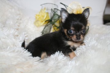 チワワ(ロング)【鹿児島県・男の子・2016年6月24日・ブルータン】の写真「かわいい」