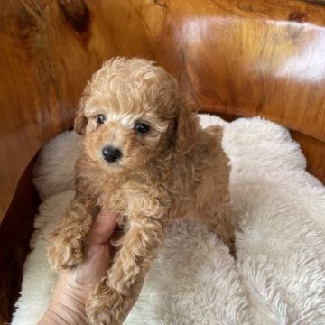 トイプードル(タイニー)【鹿児島県・女の子・2023年3月8日・アプリコット】の写真「かわいい」