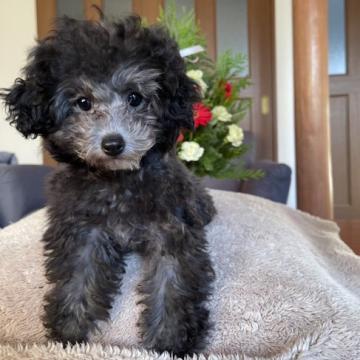 トイプードル(タイニー)【鹿児島県・女の子・2022年9月10日・シルバー】の写真「可愛い」