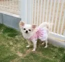 チワワ(ロング)【福岡県・女の子・2019年6月16日・チョコクリーム】の写真4「ママのライラちゃん」