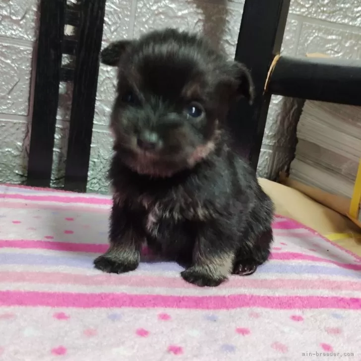 ID：2411-03721の子犬