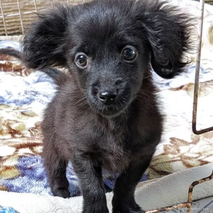 ポメックス(ダックスフンド×ポメラニアン)【広島県・女の子・2025年7月17日・ブラック】の写真1「　」