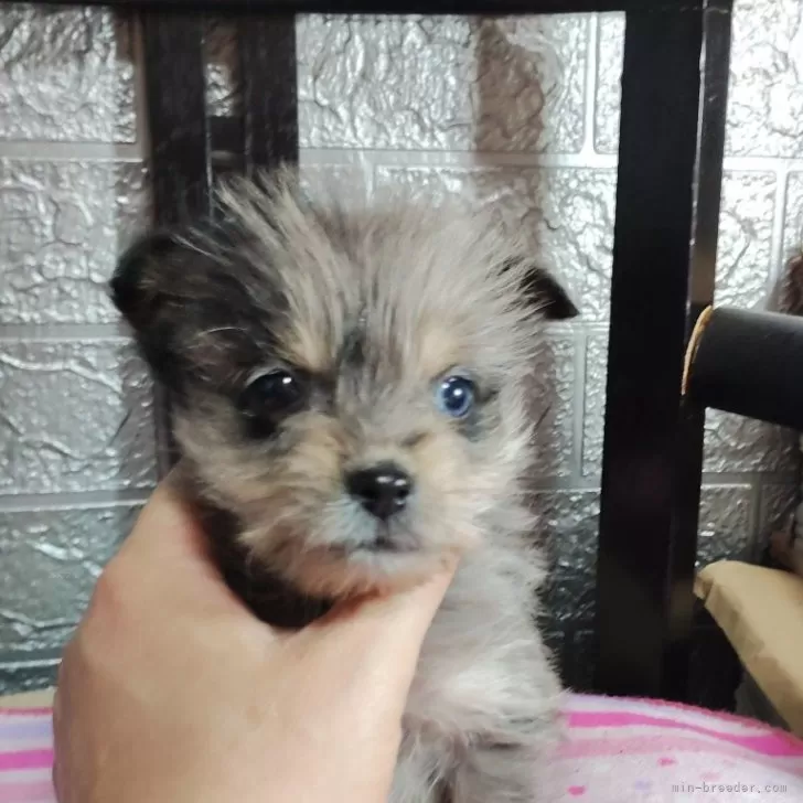 ID:2411-03720の子犬