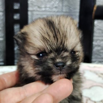 ポメラニアン【広島県・男の子・2025年2月1日・セーブル】の写真「ムクムクたぬきくん」