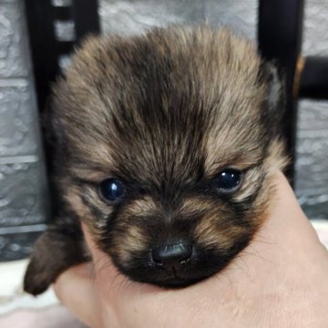 ポメラニアン【広島県・男の子・2025年2月1日・セーブル】の写真「ムクムクたぬきくん」