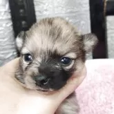 ポメラニアン