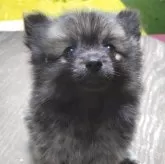 ポメラニアン