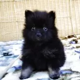 ポメラニアン