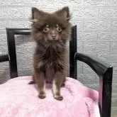 ポメラニアン【広島県・男の子・2025年7月10日・チョコタン】の写真2