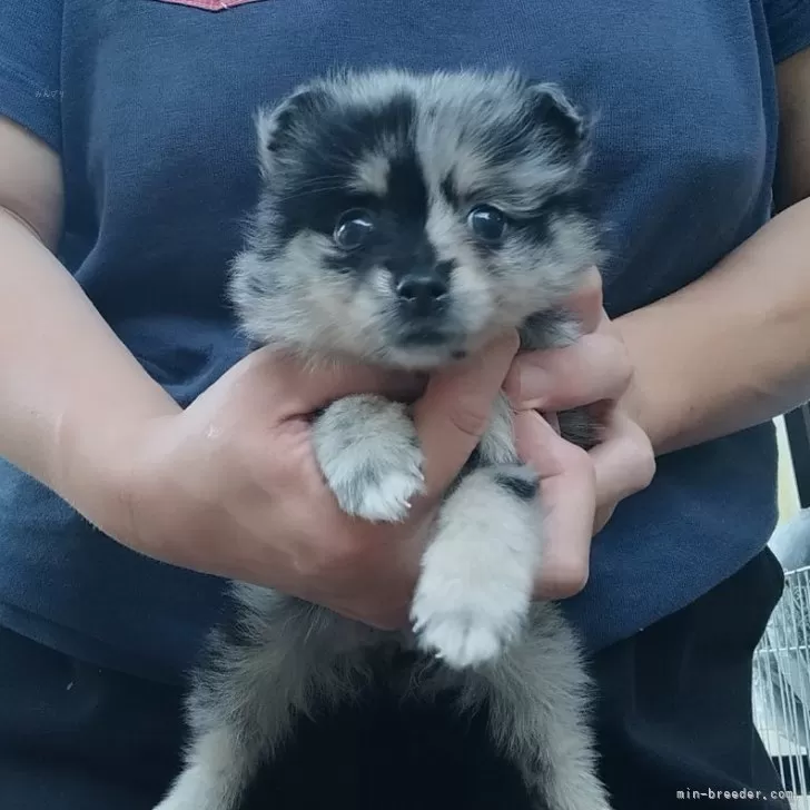 ID:2408-08104の子犬
