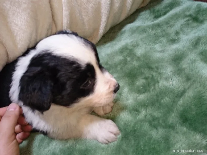 ID:1702-01384の子犬