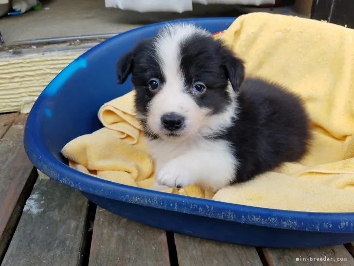 もじゃ 様のお迎えした子犬